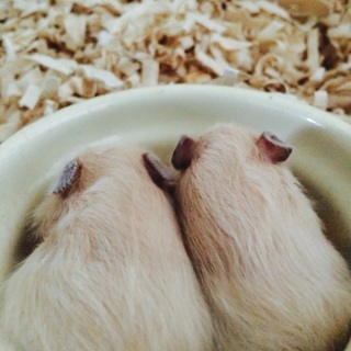 写真追加※キンクマベビー里親さん募集！