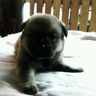 １ヵ月くらいの男の子（１）