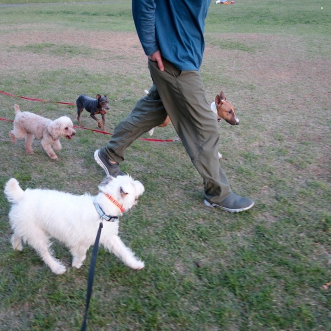 しっぽ達の家さがしのカバー写真
