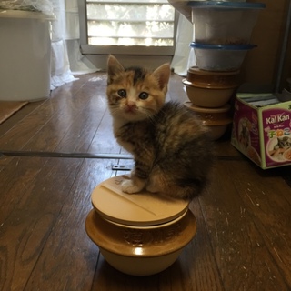 人間も猫も大好き三毛猫ちゃん