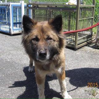 里親様に譲渡されました。有り難うございます。