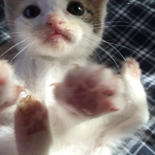 助けてください！お願いします！