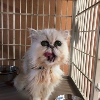 多頭崩壊ペルシャ　75号