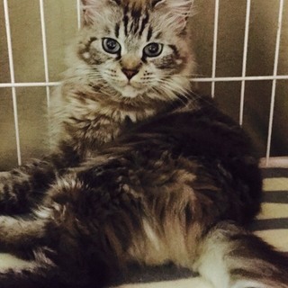 きれいな女の子