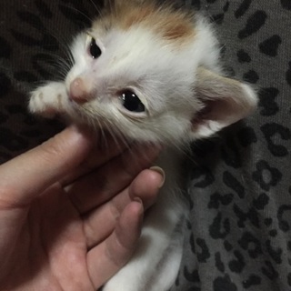 助けてください！お願いします！