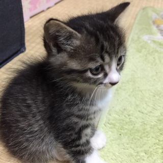 ◆３月５日産まれ◆茶トラの 男の子  再募集です