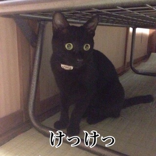 黒猫の狩人