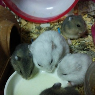 ジャンガリアンハムスターの子供たち