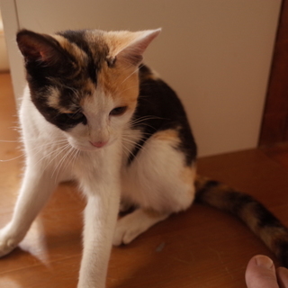 おとなしく、よくなついた三毛猫♀