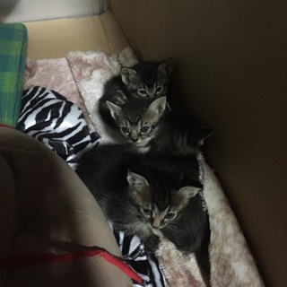 4匹です！(多分オス2匹・メス2匹)