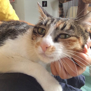 甘えっこ「ミュシャ」ちゃん