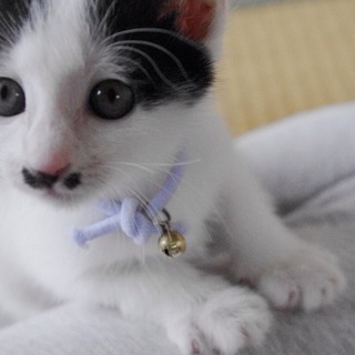 ★近畿★生後2ヶ月くらい　白黒4兄妹　せりな