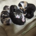 雌1匹！4月26日生まれの子猫