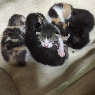 雌1匹！4月26日生まれの子猫