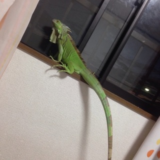 イグアナ 里親さがしてます。