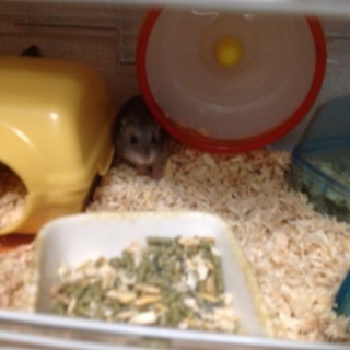 ジャンガリアン ブルーサファイヤハムスター