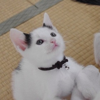 ★近畿★生後2ヶ月くらい　白黒4兄妹　つくし