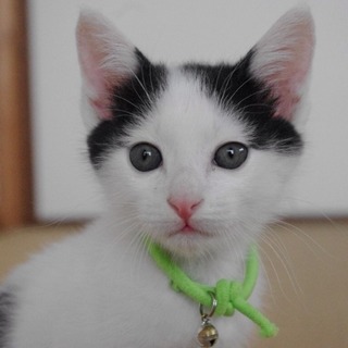 ★近畿★生後2ヶ月くらい　白黒4兄妹　よもぎ