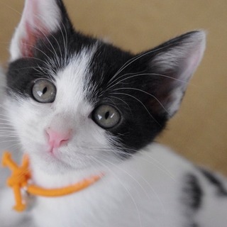 ★近畿★生後2ヶ月くらい　白黒4兄妹　なのか