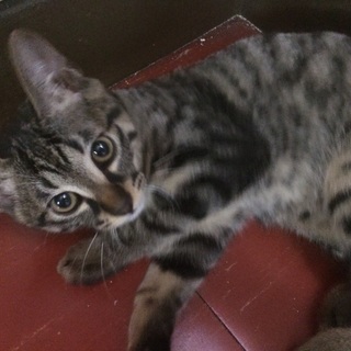 甘えんぼのピーちゃんです☆