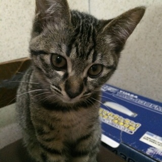 好奇心旺盛はなちゃんです☆