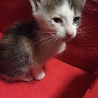 助けて下さい、お願いします