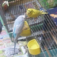 パピジュ＆カナちゃん