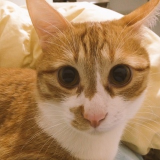 茶トラ男の子 一歳半