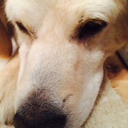 セラピー犬はどっち⁈