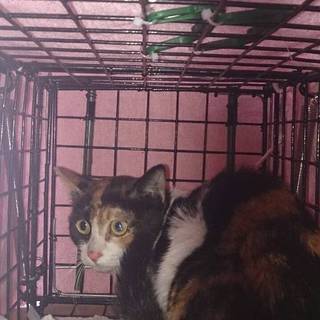 ミケちゃんの里親さん募集