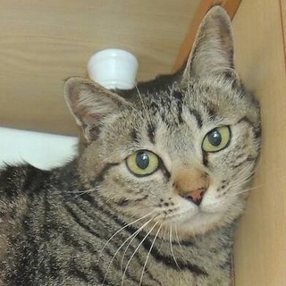 マッカレルタビーの美猫　浪江町から来ました！