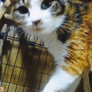 なばなちゃんはしっとりおとなしい女の子です