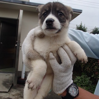 生後2カ月位の元気な子犬たち家族募集！！