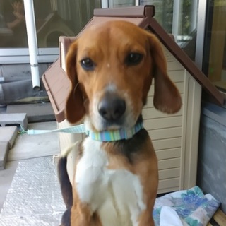 元気なビーグル犬1歳9カ月