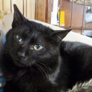 黒猫兄イースターをよろしくお願いします