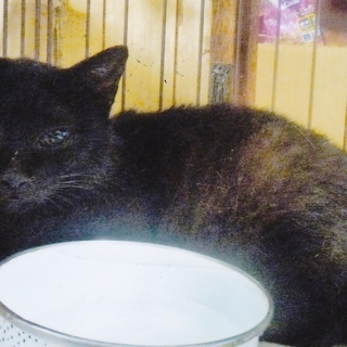 黒猫妹クレドは馴れ馴れの甘えん坊です