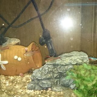熱帯魚等の里親募集中です。