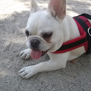 さくらを幸せにできる素敵な里親さんが決まりました☆