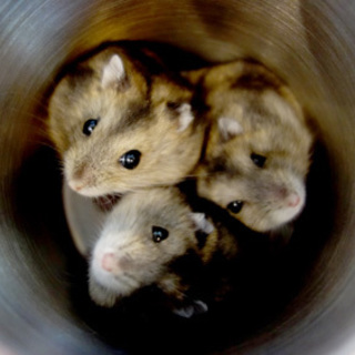 ジャンガリアンハムスター（4/7生まれ）