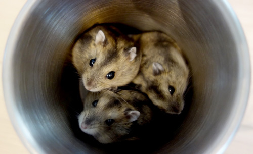 ジャンガリアンハムスター（4/7生まれ） サムネイル2