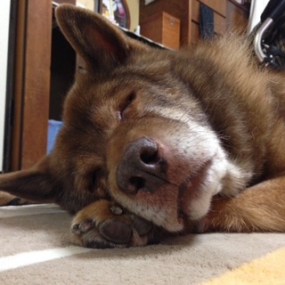 パパさんが亡くなり、おうちを失いました。