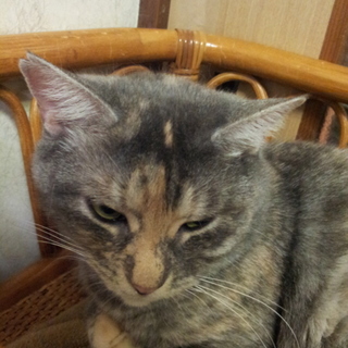 珍しいグレーとピンクのマーブル柄