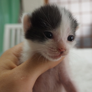 パンダ柄　生後一か月