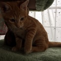 3ヶ月の子猫です。