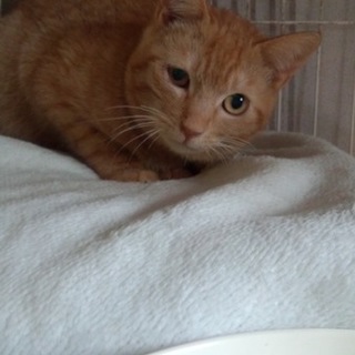 全盲の茶虎オス９ヶ月