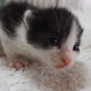 白黒柄　生後一か月