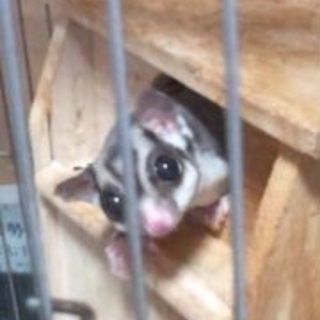 フクモモの男の子、里親様募集してます！