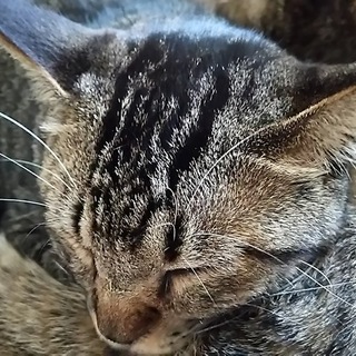 大切にして下さる家族募集‼キジトラ、鍵尻尾‼