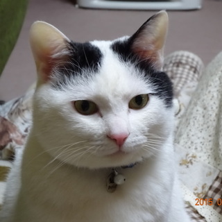 眠り猫みたいな「ミタ」くんです。