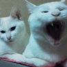 (ะ☫ω☫ะ)❣2013年6月生・白猫・♂★ サムネイル2